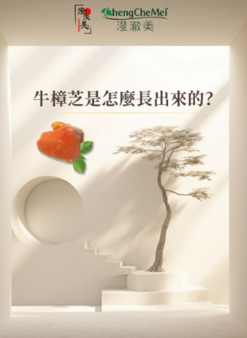 從一寸木肌開始的奇蹟：澄澈美以科學與匠心打造高品質牛樟芝王國