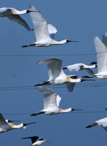 全臺黑面琵鷺數量創新高　臺南成最大棲地　公私協力保育成果顯現