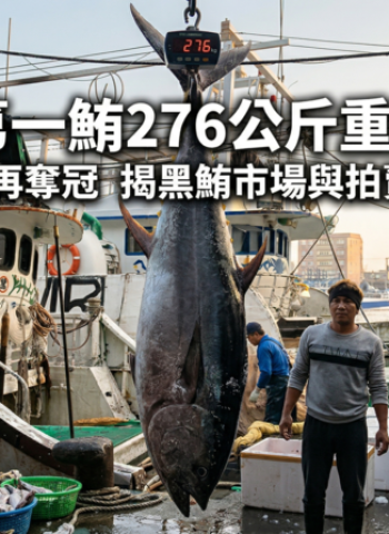 蘇澳第一鮪重磅出爐276公斤　全昌隆168號再奪冠　揭黑鮪市場與拍賣行情變化