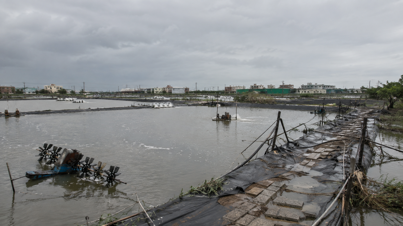 8月下旬豪雨造成魚塭受損　台南魚塭養殖全品項納入天然災害現金救助