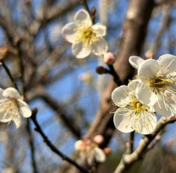 「梅」你不行的冬季旅程！臺南楠西成為最佳去處　賞梅美景、採果體驗與泡湯放鬆一次滿足