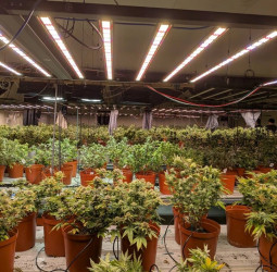 調查局破獲高雄旗山巨量大麻工廠　臺法共組犯罪集團遭瓦解　法籍共犯機場潛逃遭攔阻