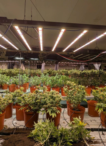 調查局破獲高雄旗山巨量大麻工廠　臺法共組犯罪集團遭瓦解　法籍共犯機場潛逃遭攔阻
