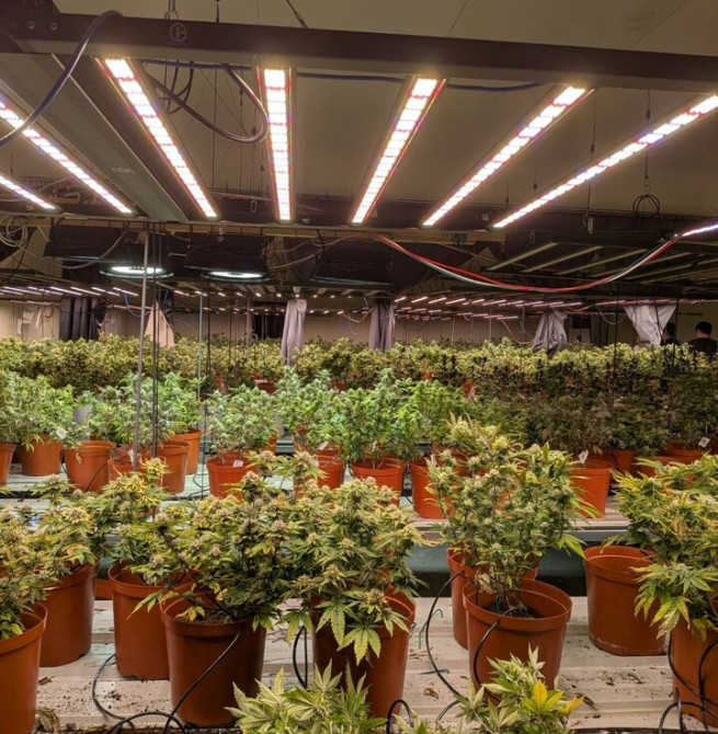 調查局破獲高雄旗山巨量大麻工廠　臺法共組犯罪集團遭瓦解　法籍共犯機場潛逃遭攔阻