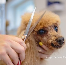 新莊寵物美容累積八年實務經驗 從愛犬命名到一對一照護 打造毛孩安心第二個家